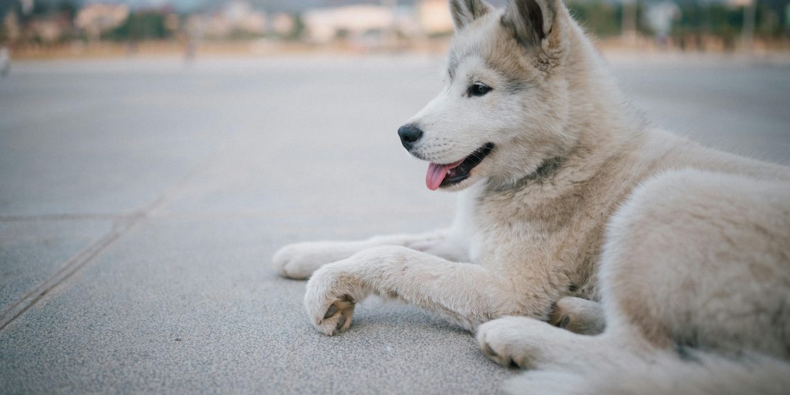 Como cuidar do husky siberiano : Dicas essenciais de cuidados