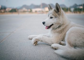 Como cuidar do husky siberiano : Dicas essenciais de cuidados