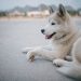 Como cuidar do husky siberiano : Dicas essenciais de cuidados