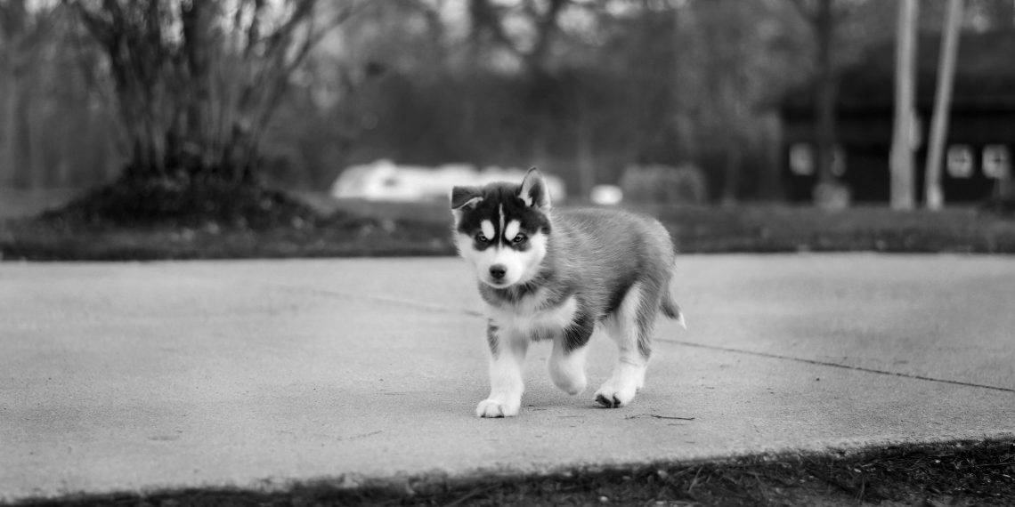 Husky Siberiano: 7 Dicas para Cuidar Bem do seu Pet