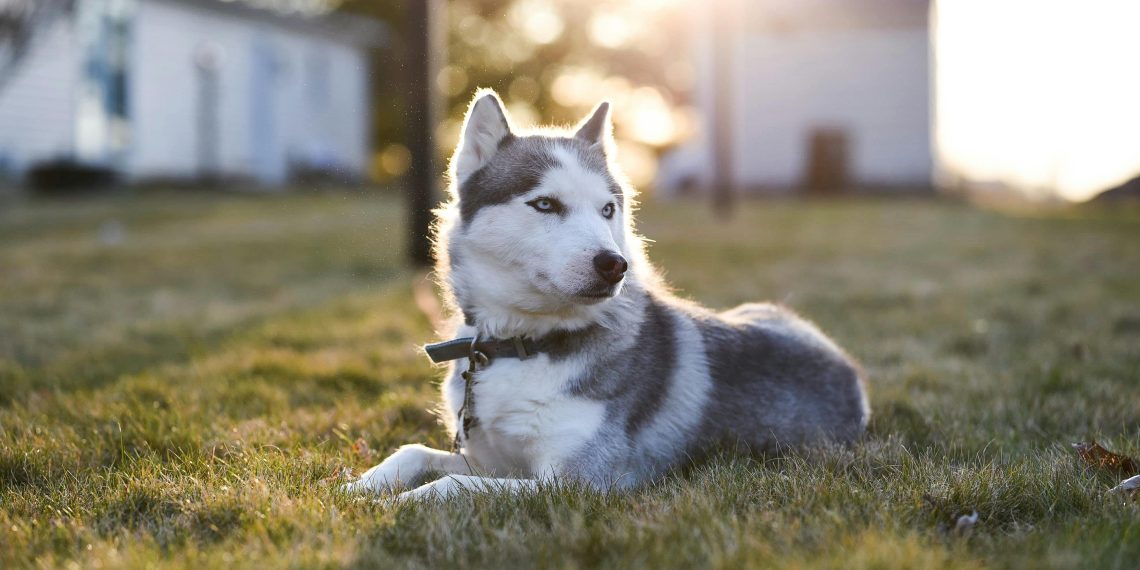Husky Siberiano Puro: Como Saber se Realmente é um Verdadeiro Husky