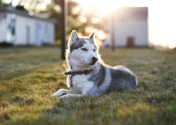 Husky Siberiano Puro: Como Saber se Realmente é um Verdadeiro Husky