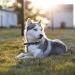 Husky Siberiano Puro: Como Saber se Realmente é um Verdadeiro Husky