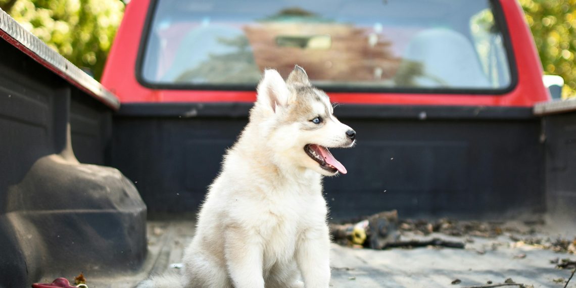 Voce conhece a Origem do Husky Siberiano?