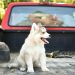 Voce conhece a Origem do Husky Siberiano?