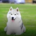 Husky Siberiano Brasil: Conheça 7 curiosidades sobre a raça