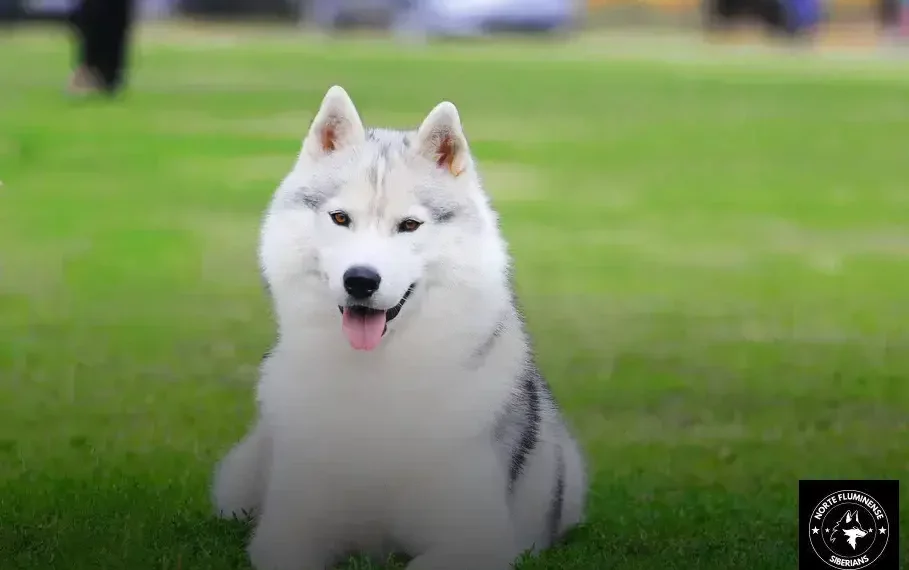 Husky Siberiano Brasil: Conheça 7 curiosidades sobre a raça