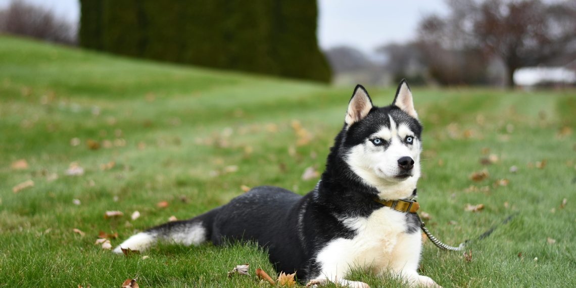 Qual valor do husky Siberiano ?