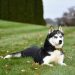 Qual valor do husky Siberiano ?