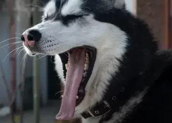 Cuidados Especiais para o Husky Siberiano