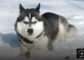 Escolhendo o Husky Siberiano