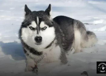 Escolhendo o Husky Siberiano