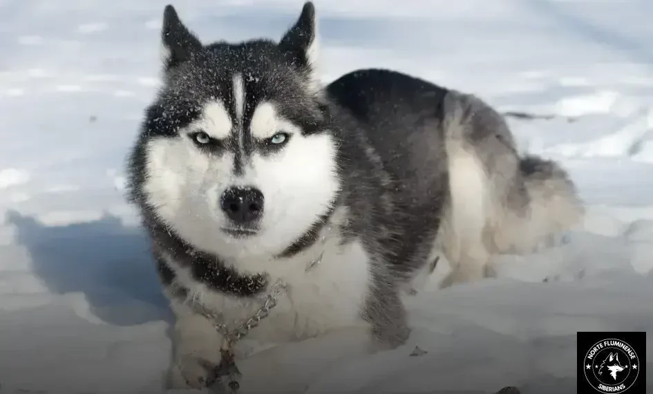 Escolhendo o Husky Siberiano