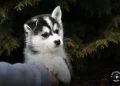 Exercícios para o Husky Siberiano