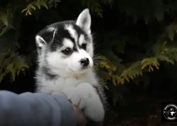 Exercícios para o Husky Siberiano