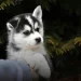 Exercícios para o Husky Siberiano