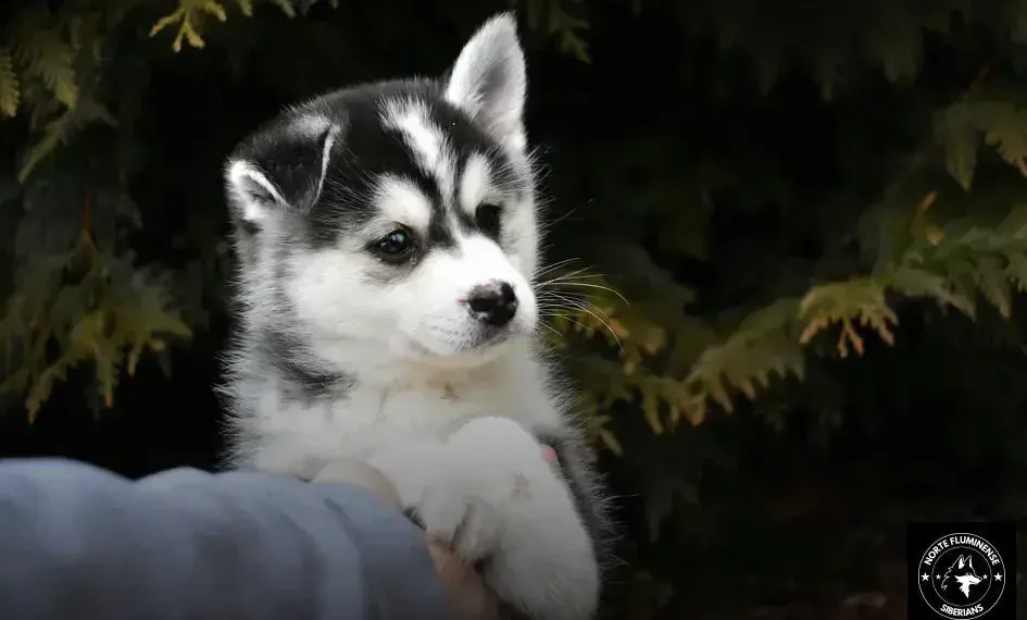 Exercícios para o Husky Siberiano