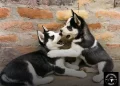 Mitos e Verdades sobre o Husky Siberiano