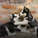 Mitos e Verdades sobre o Husky Siberiano