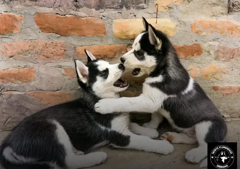 Mitos e Verdades sobre o Husky Siberiano