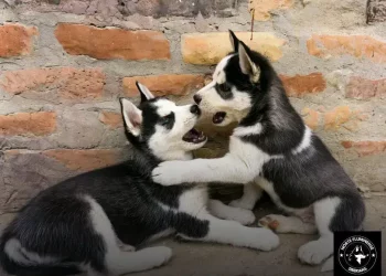 Onde Encontrar Husky Siberiano
