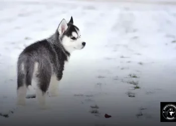 Preço do Husky Siberiano