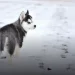 Preço do Husky Siberiano